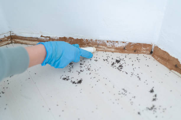 Best Rodent Control Near Me  in South Henderson, NC